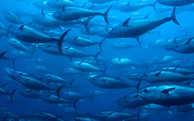 NOS RICHESSES DE LA MER EN DANGER ! LE CARNAGE DU THON DANS L’OCÉAN INDIEN…