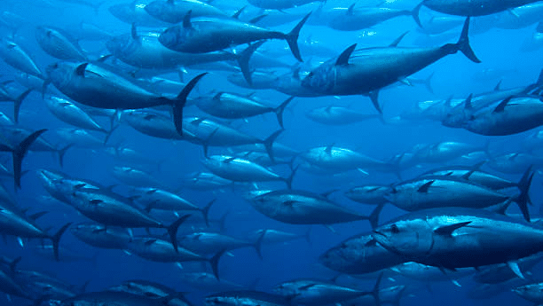 NOS RICHESSES DE LA MER EN DANGER ! LE CARNAGE DU THON DANS L’OCÉAN INDIEN…